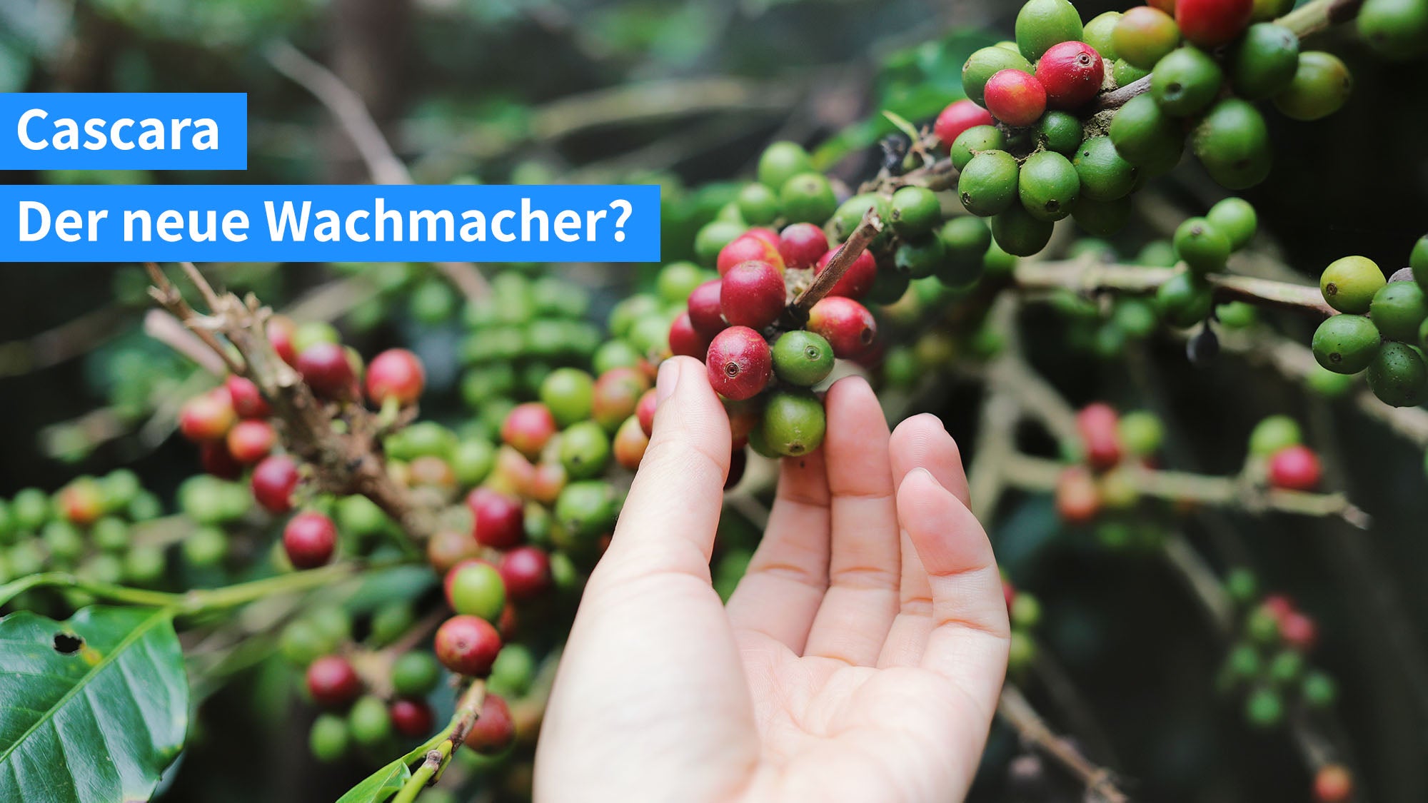 Cascara Alles was du wissen musst! BEASTED