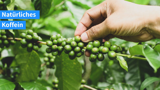 Pflanzliches Koffein – Wo es in der Natur zu finden ist