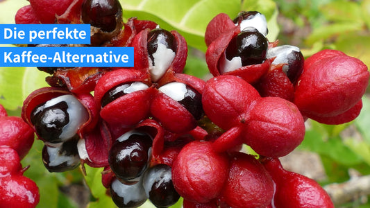 Guarana – Das natürliche Koffein aus dem Dschungel